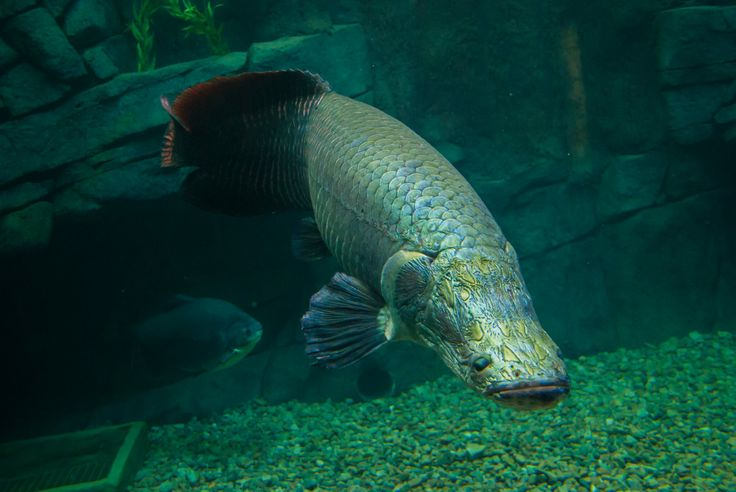 Arapaima